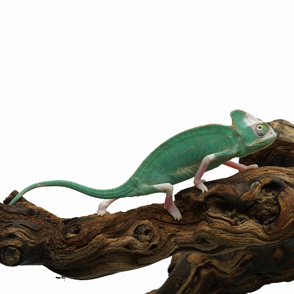 Pied Low White Veiled Chameleon