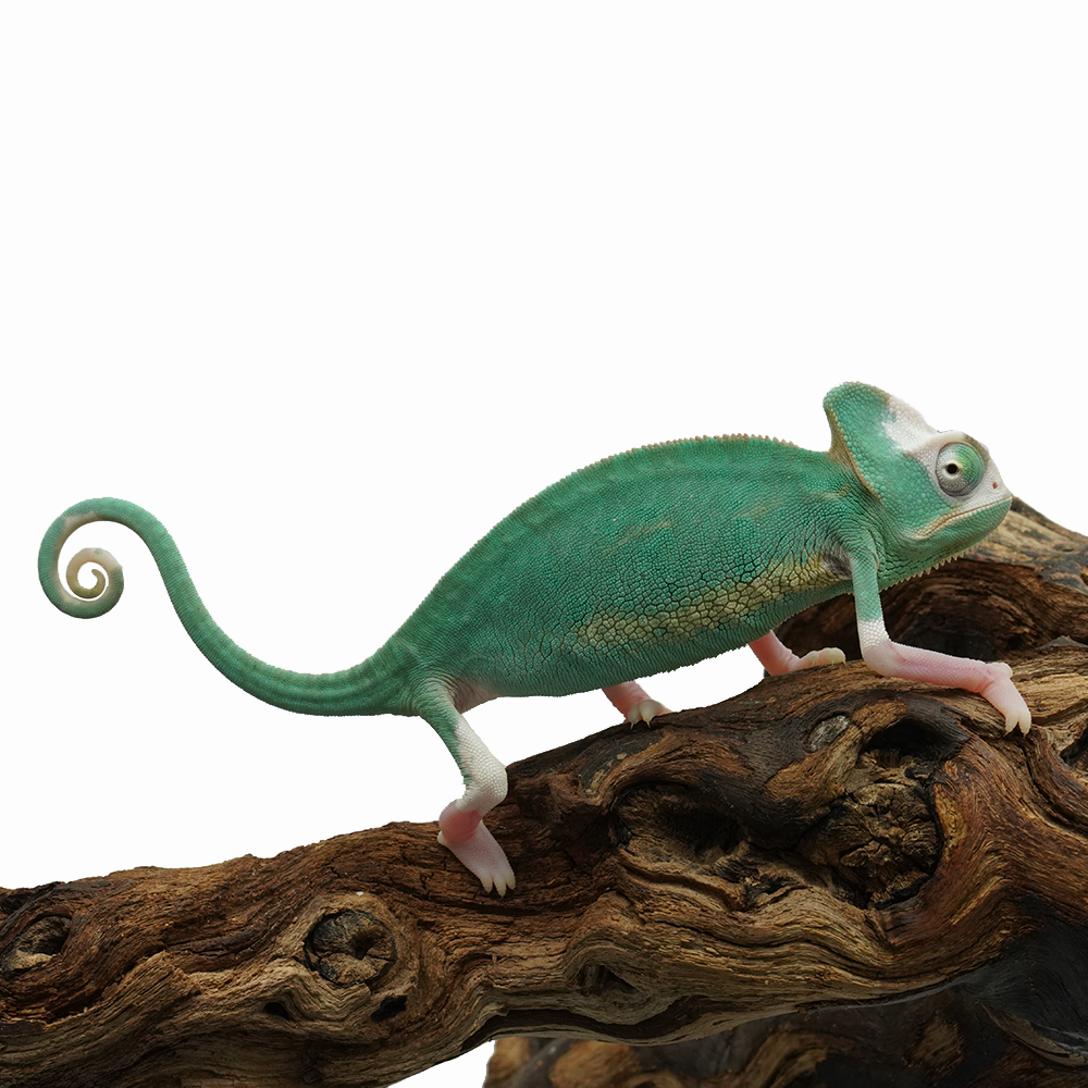 Pied Low White Veiled Chameleon