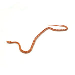 Albino Motley Corn Snake