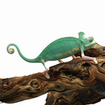 Pied Low White Veiled Chameleon