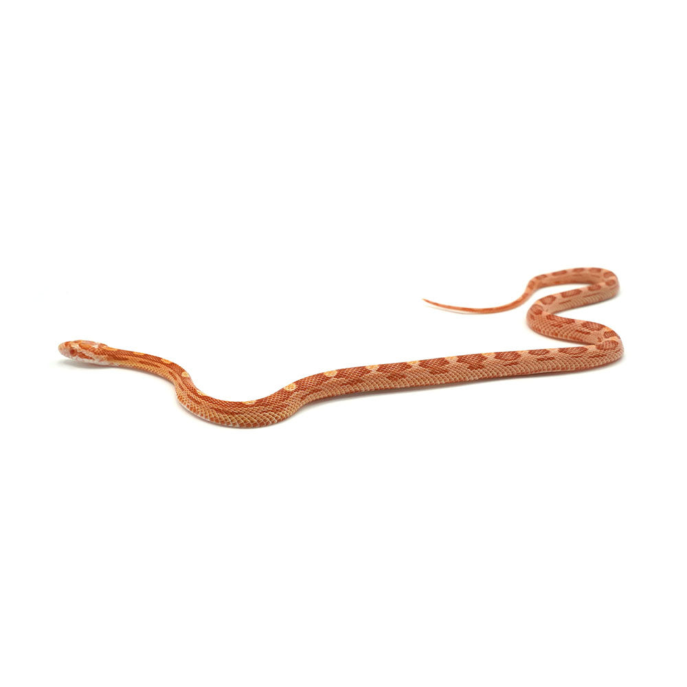 Albino Motley Corn Snake