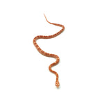 Albino Motley Corn Snake