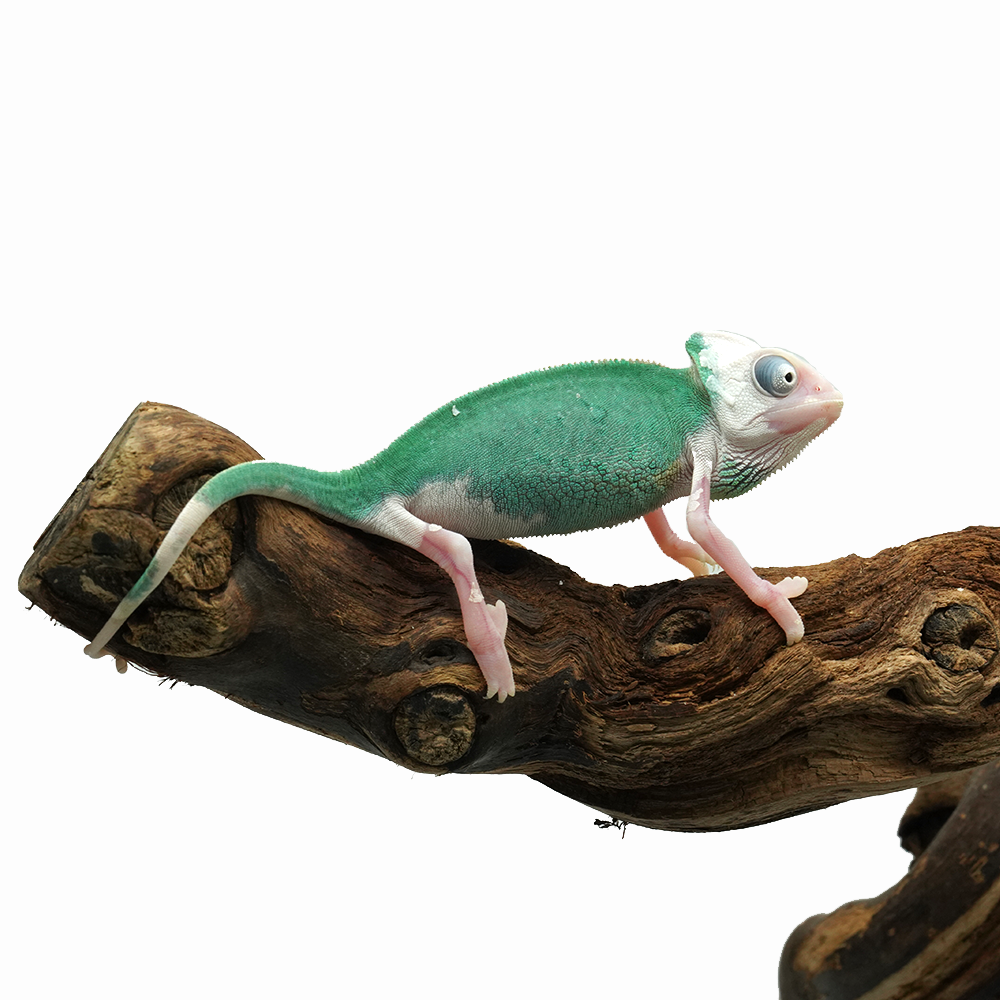 Pied High White Veiled Chameleon