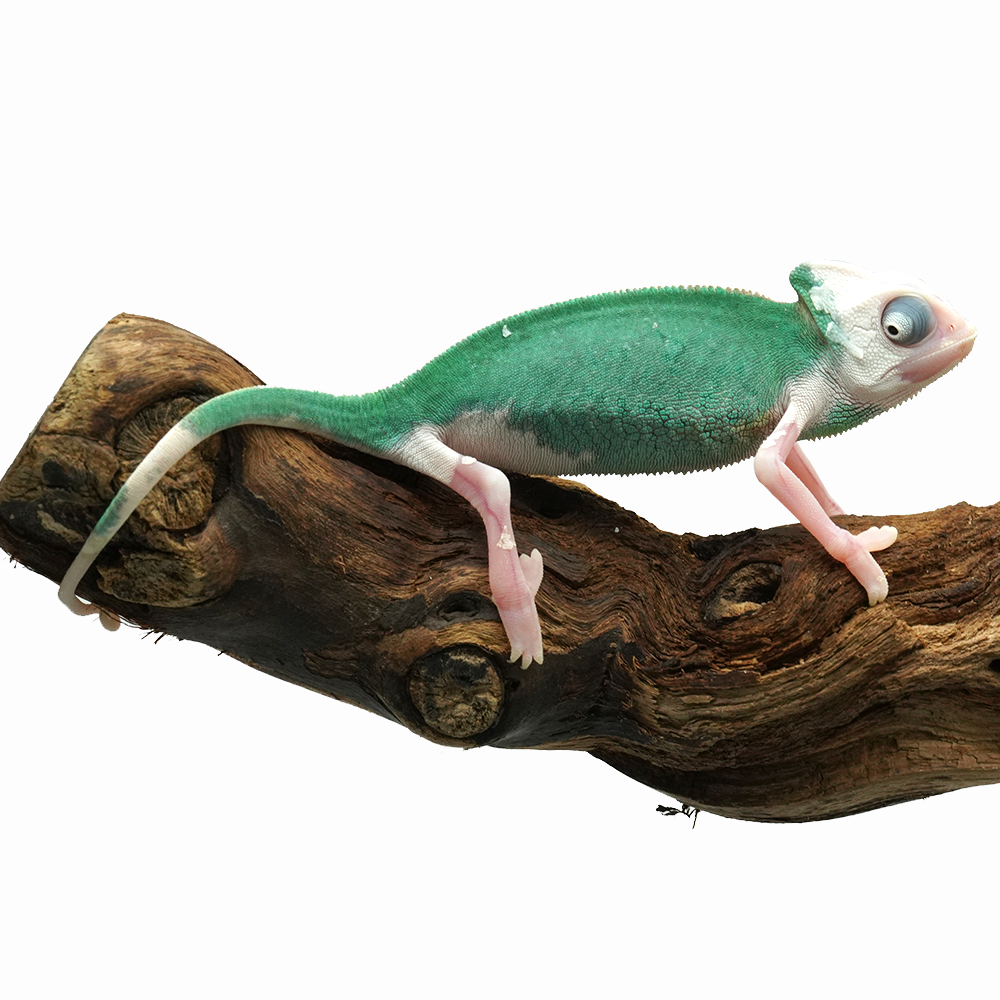 Pied High White Veiled Chameleon