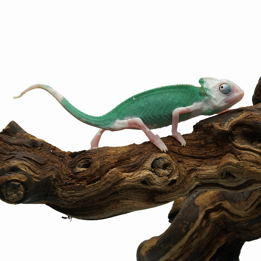 Pied High White Veiled Chameleon
