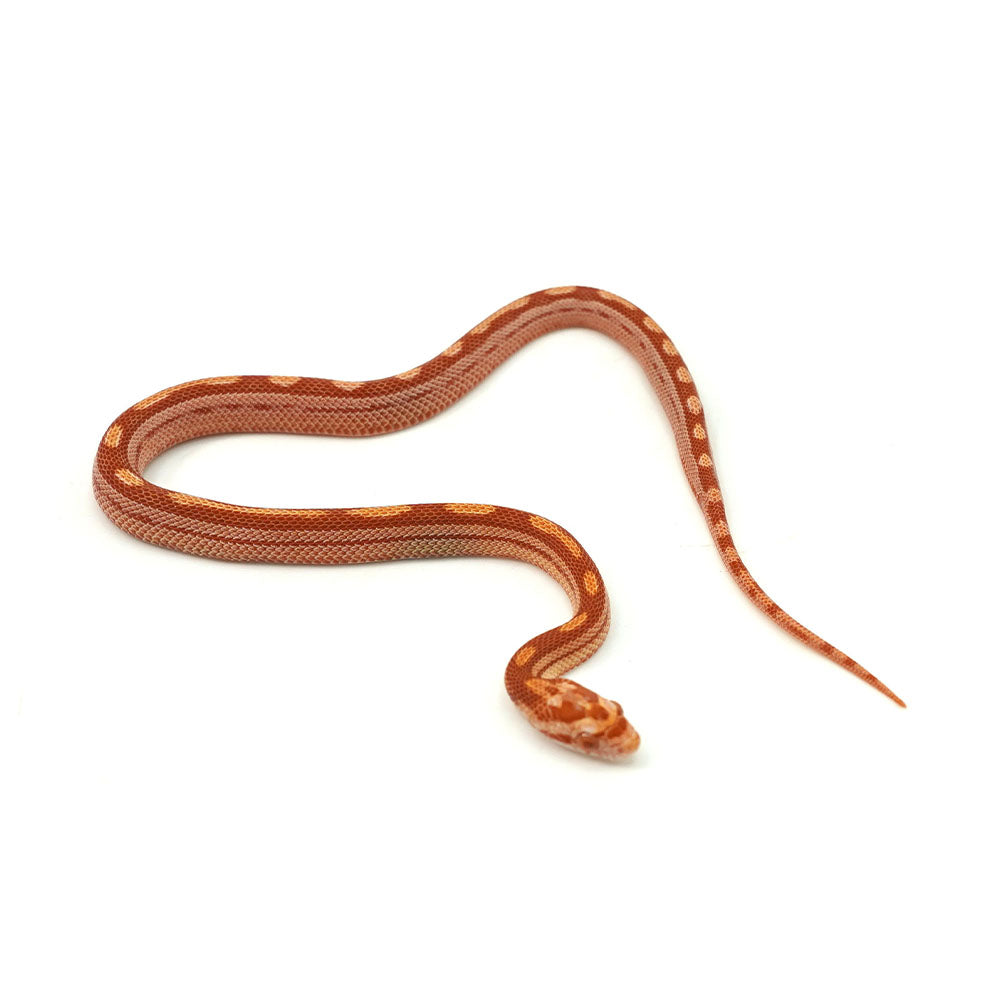 Albino Motley Corn Snake