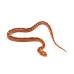 Albino Motley Corn Snake