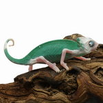 Pied High White Veiled Chameleon