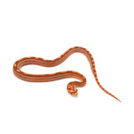 Albino Motley Corn Snake