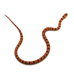 Leopard Orange Nuevo Leon Kingsnake
