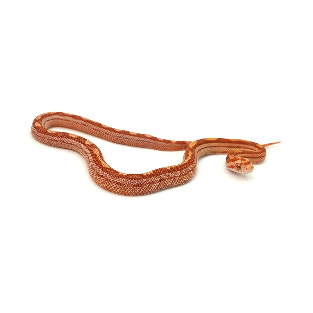 Albino Motley Corn Snake