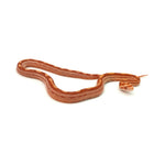 Albino Motley Corn Snake