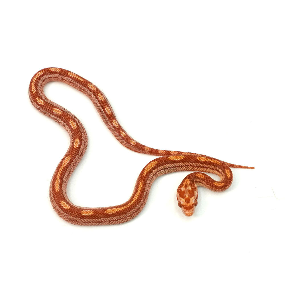Albino Motley Corn Snake