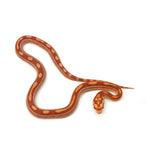 Albino Motley Corn Snake