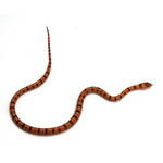 Leopard Orange Nuevo Leon Kingsnake