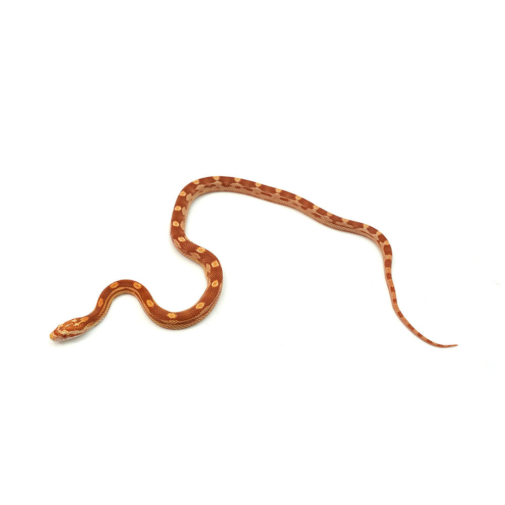 Albino Motley Corn Snake