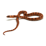 Leopard Orange Nuevo Leon Kingsnake