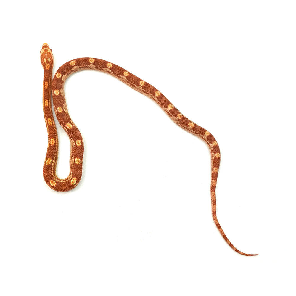 Albino Motley Corn Snake