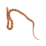 Albino Motley Corn Snake