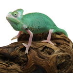 Pied Low White Veiled Chameleon