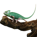 Pied Low White Veiled Chameleon