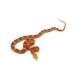 Albino Motley Corn Snake