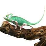 Pied Low White Veiled Chameleon