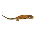 Brindle Super Dalmatian Crested Gecko