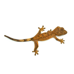 Brindle Super Dalmatian Crested Gecko