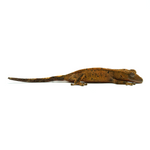 Brindle Super Dalmatian Crested Gecko