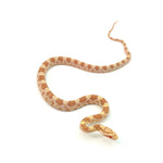 Butter Corn Snake