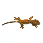 Brindle Super Dalmatian Crested Gecko
