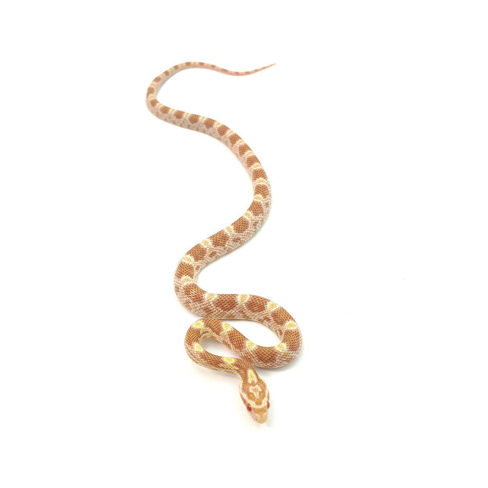 Butter Corn Snake