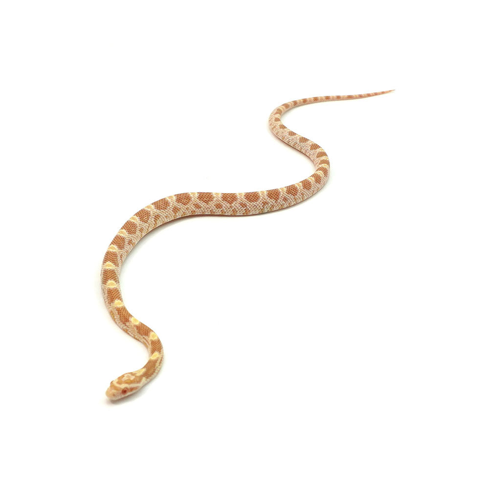 Butter Corn Snake