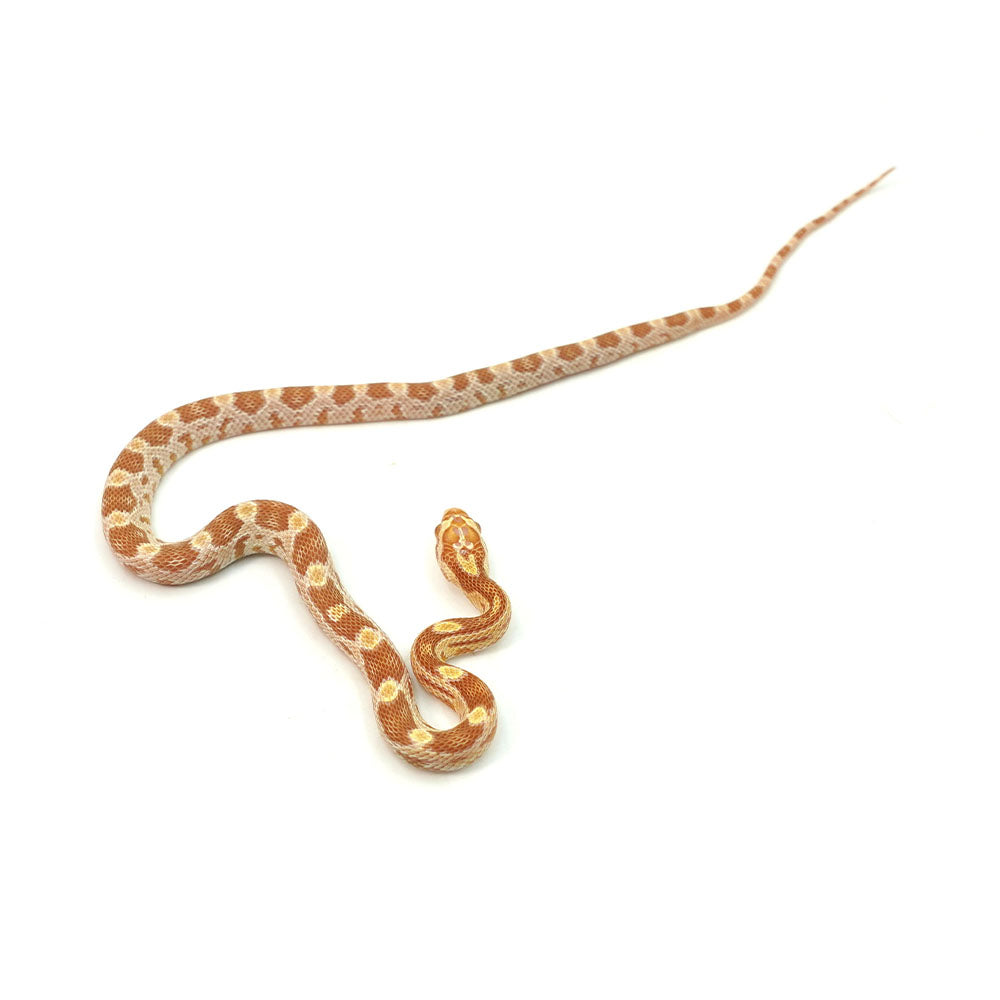 Butter Corn Snake