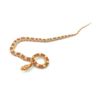 Butter Corn Snake