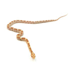 Butter Corn Snake