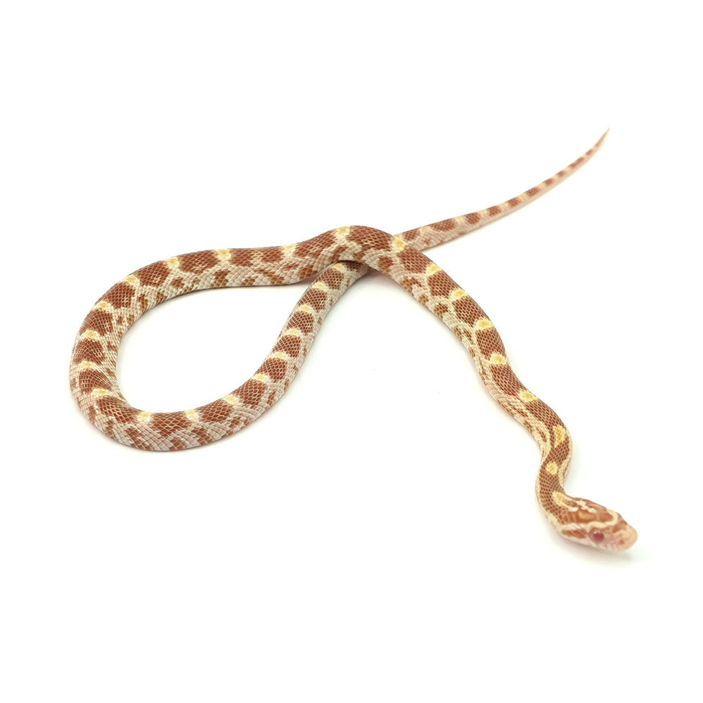 Butter Corn Snake