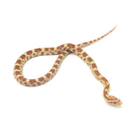 Butter Corn Snake