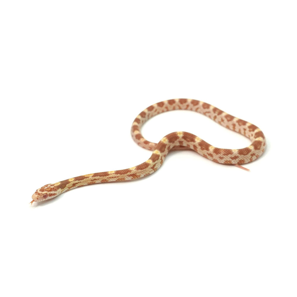 Butter Corn Snake