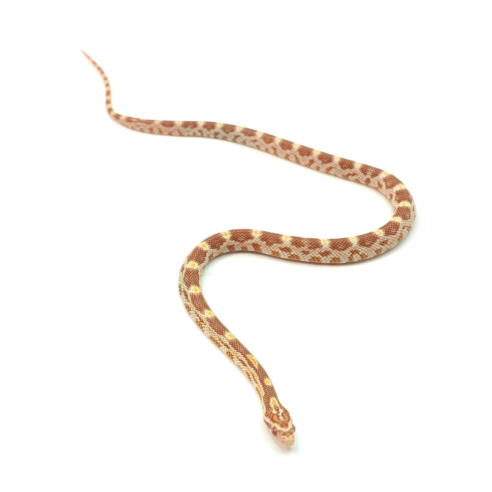 Butter Corn Snake