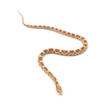 Butter Corn Snake