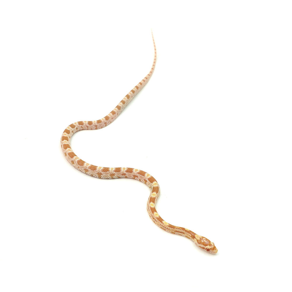 Butter Corn Snake