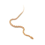 Butter Corn Snake