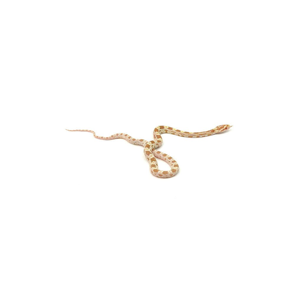 Butter Corn Snake