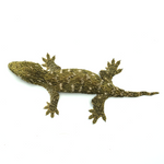 New Caledonian Giant Gecko