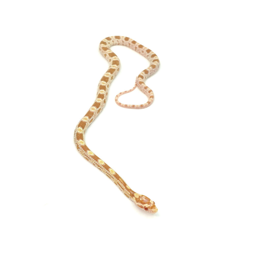Butter Corn Snake