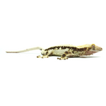 Lily White Crested Gecko