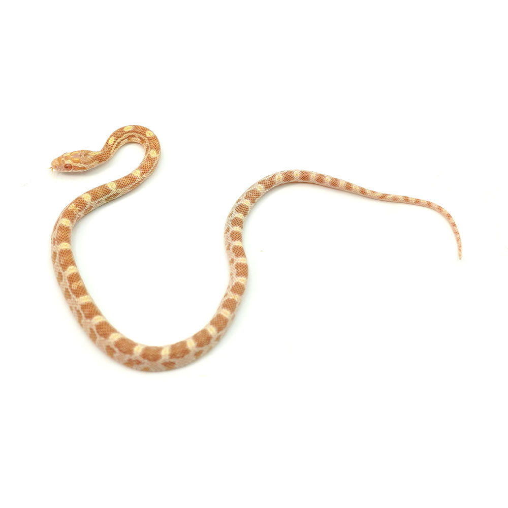 Butter Corn Snake