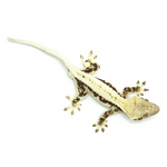 Lily White Crested Gecko